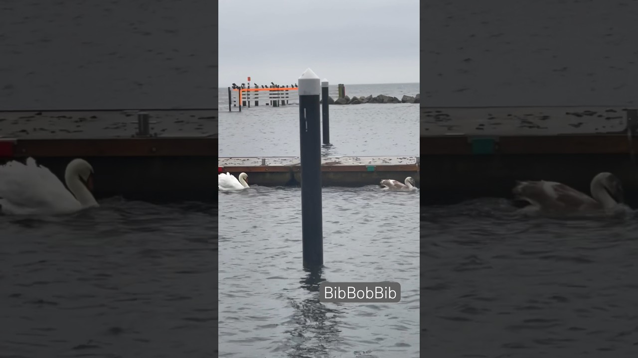 Swan chasing after young swan, birds, harbour, nature, #bibbobbib #birdwatching #calmingnature