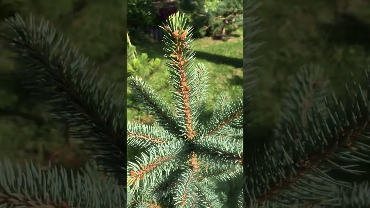 Ель колючая Гебеллес Голден Спринг / picea pungens Gebelle’s Golden Spring. Хвойный Сад Надежды 