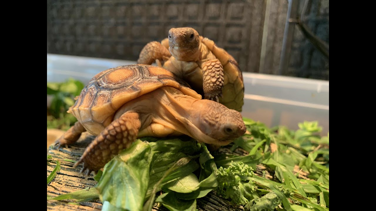 Tiny Desert Tortoise Babies get HUGE new HABITAT! Learn HOW TO build one!