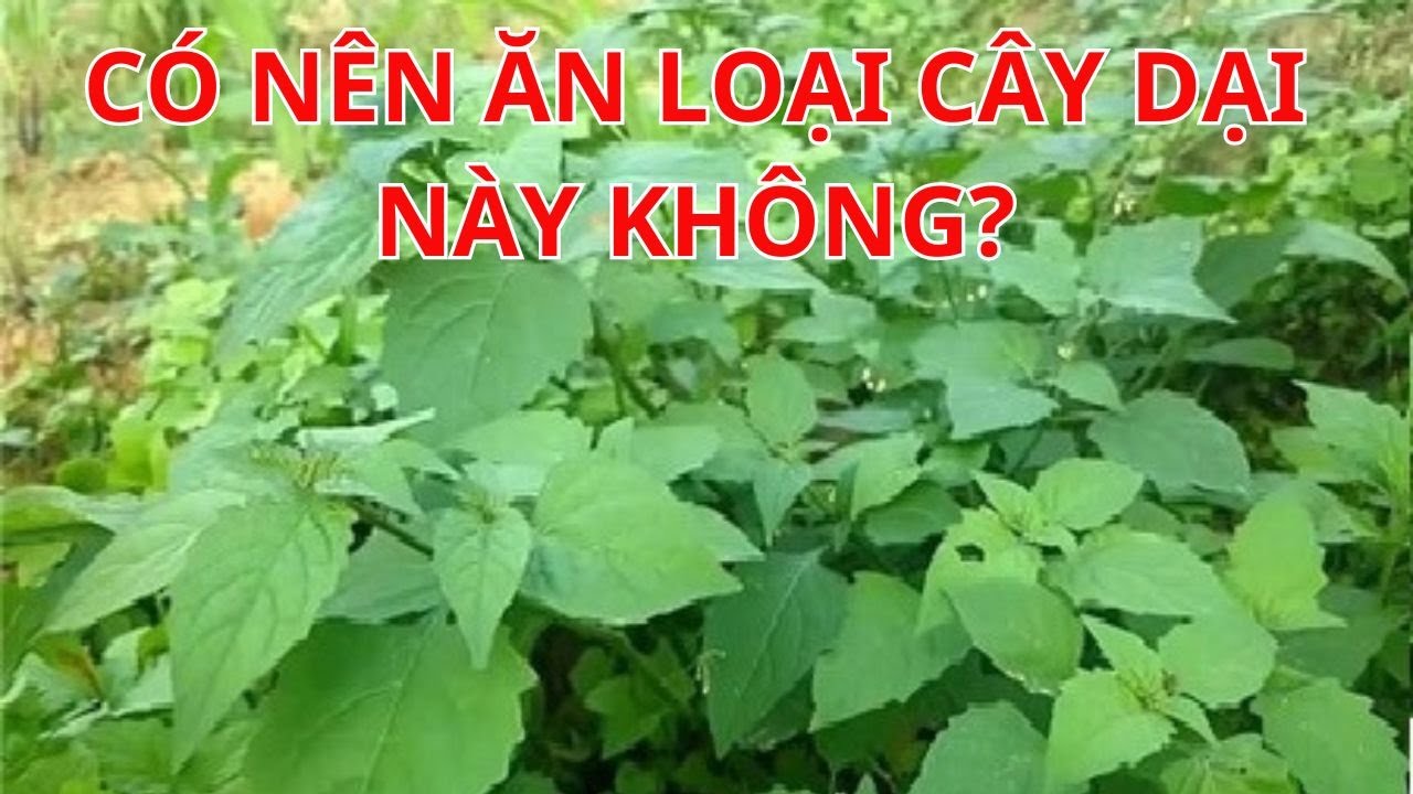 C&acirc;y Th&ugrave; L&ugrave; Đực loại rau dại ăn ngon miệng, hỗ trợ chữa bệnh, nhưng khi chế biến cần lưu &yacute; #NTH