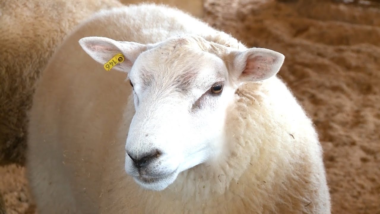 Agro Saúde e Cooperação - Ovinocultura de Campo Alegre/SC