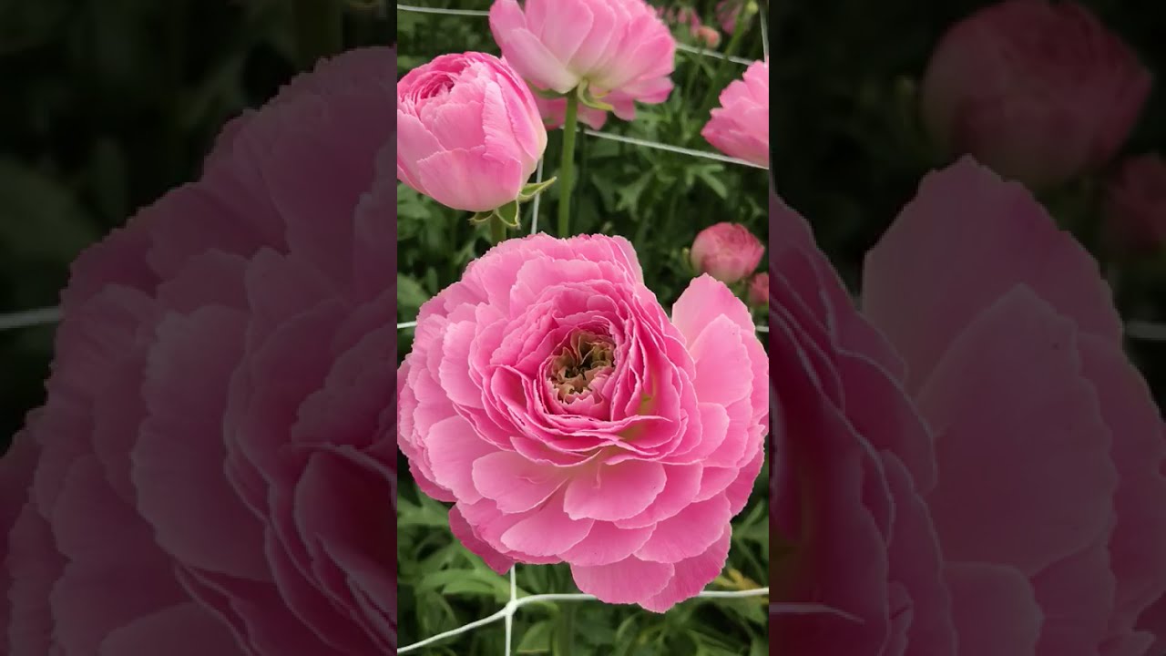 Commercial varieties of Ranunculus Romance from Monarch Flowers