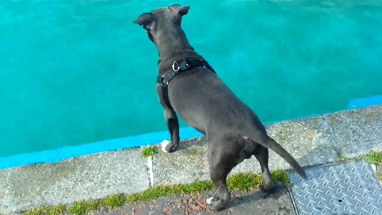 *****BLUE STAFF HAS FIRST SWIM****