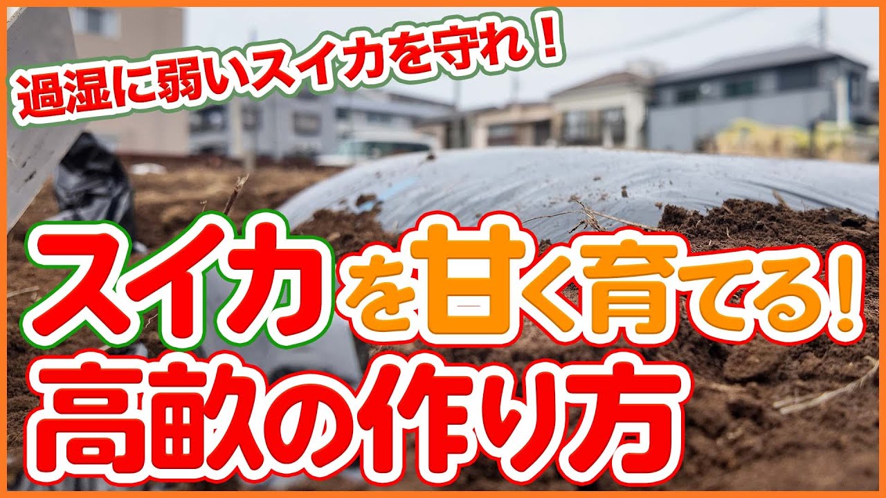 家庭菜園や農園のスイカを甘く育てる高畝の作り方！スイカは加湿がNG！水はけの良い畝作りを徹底解説！【農園ライフ】