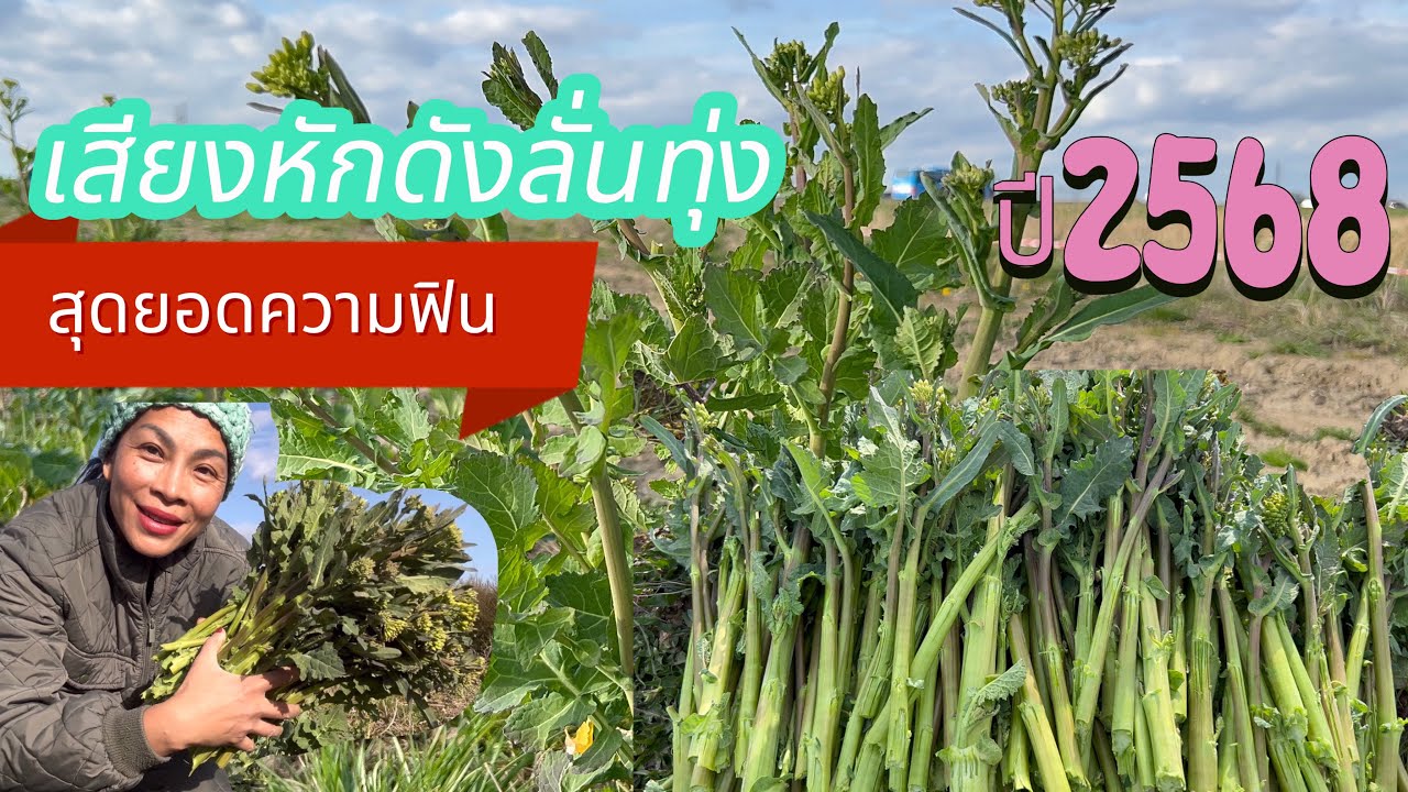 พาเก็บยอดกวางตุ้งฝรั่ง # แบบว่าสุดยอดความฟิน # ความเสียงหักแบบสนั่นลั่นทุ่ง # canola ปี 2568.9/4/25.