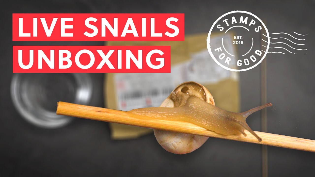Unboxing White Garden Snails after 20-days journey in a package | BAO After Work