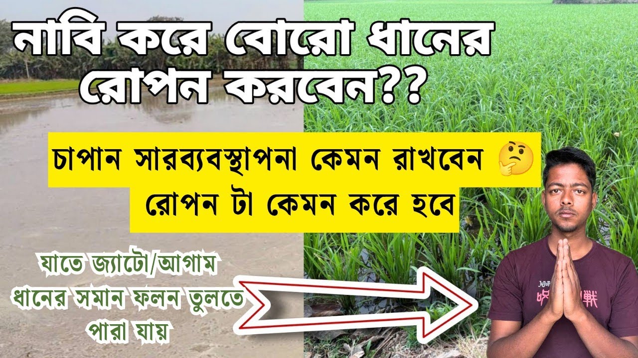 নাবি করে বোরো ধান লাগাতে চাইছেন ?কেমন চাপান স্যার ব্যবস্থাপনা গ্রহণ করবেন ও রোপন করবেন