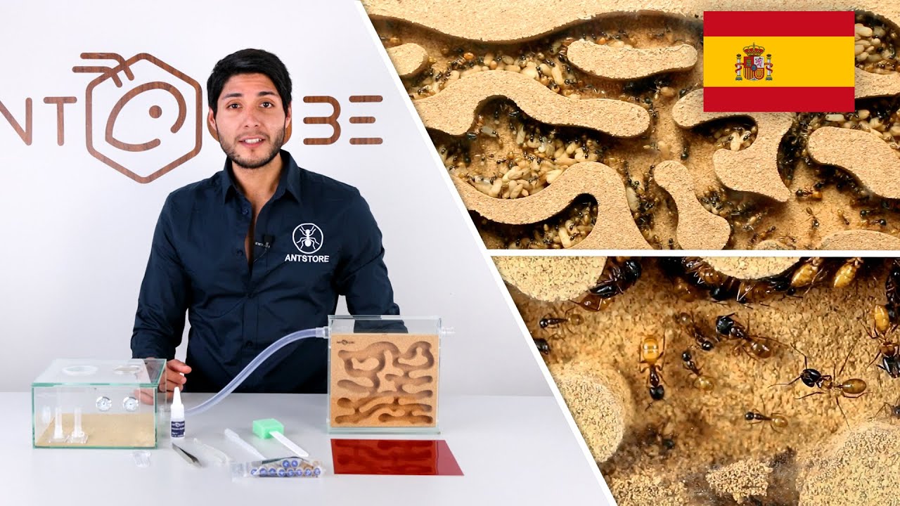 ANTCUBE Kit de Inicio de Corcho para Hormigas que viven en madera