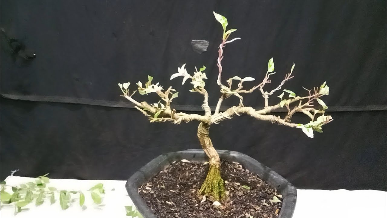 Pembentukan Mahkota Bonsai Bunga Sepatu 🔥