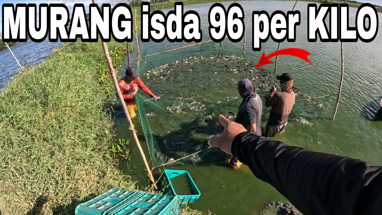 TONE TONELADANG MURANG ISDA? NASAPOL 