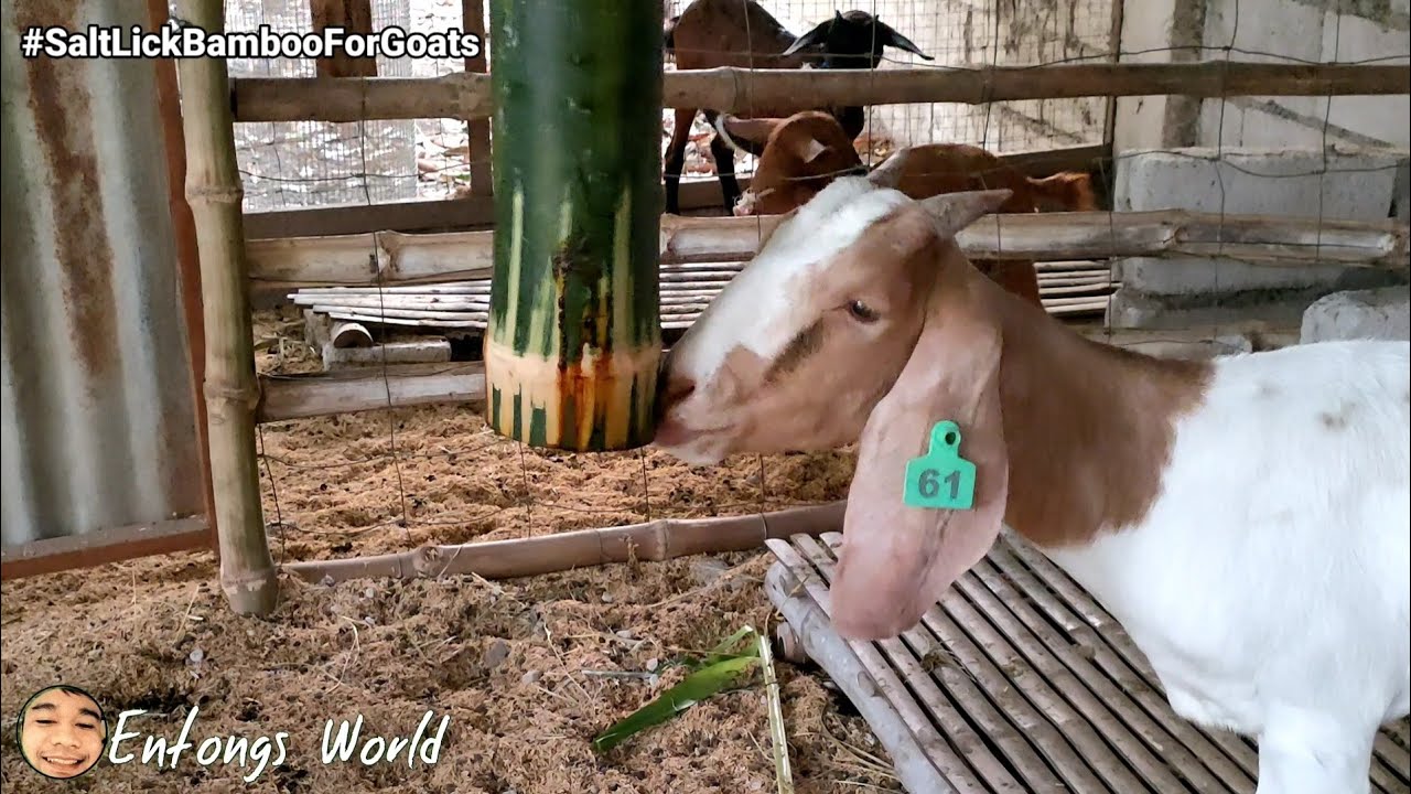 MOLASSES AT ASIN (Salt Lick Bamboo)- Murang mineral para sa ating mga alagang kambing| Entongs World