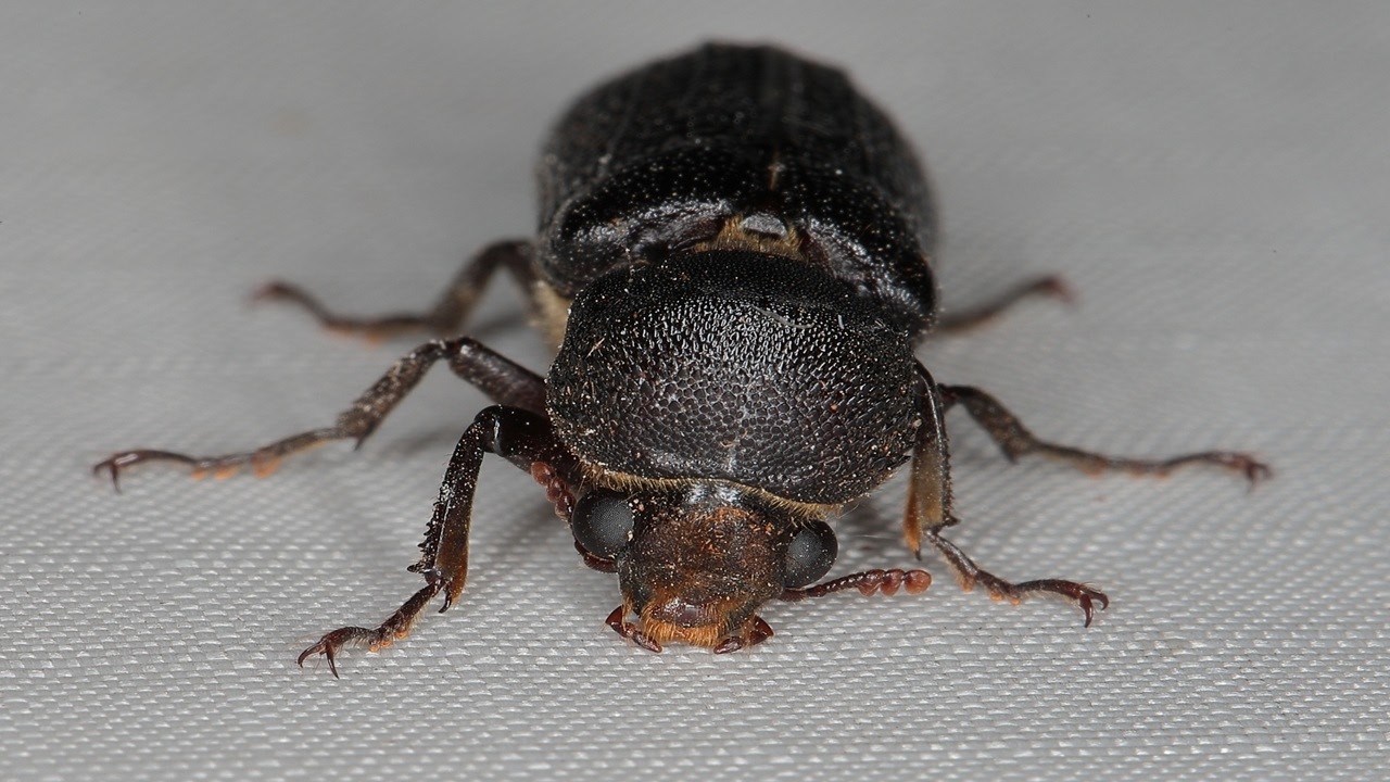 Apate monachus