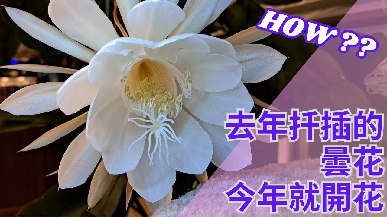 去年扦插的曇花，不到一年就開花。我是怎麼做到的？
