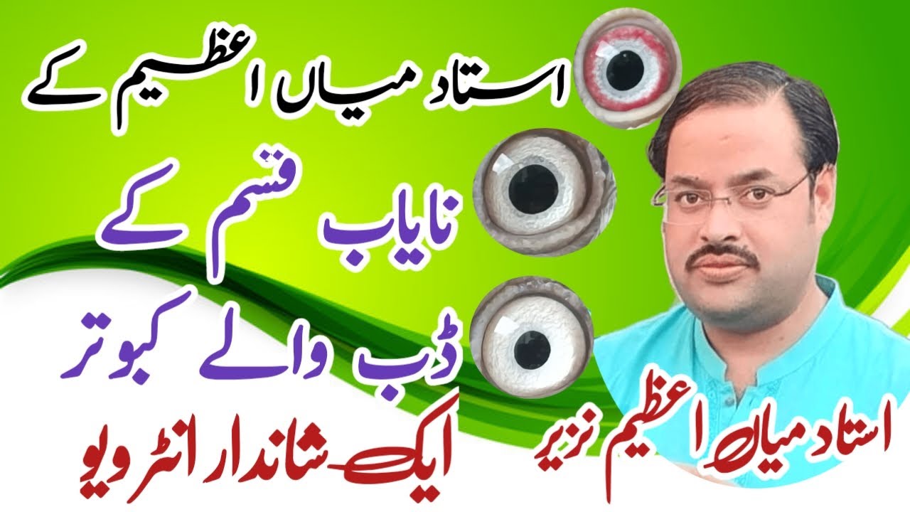 Make Amazing Pigeon Of Ustad Mian Azeem Nazeer || Dub Waly Kabotar || Mian Waly Taddy