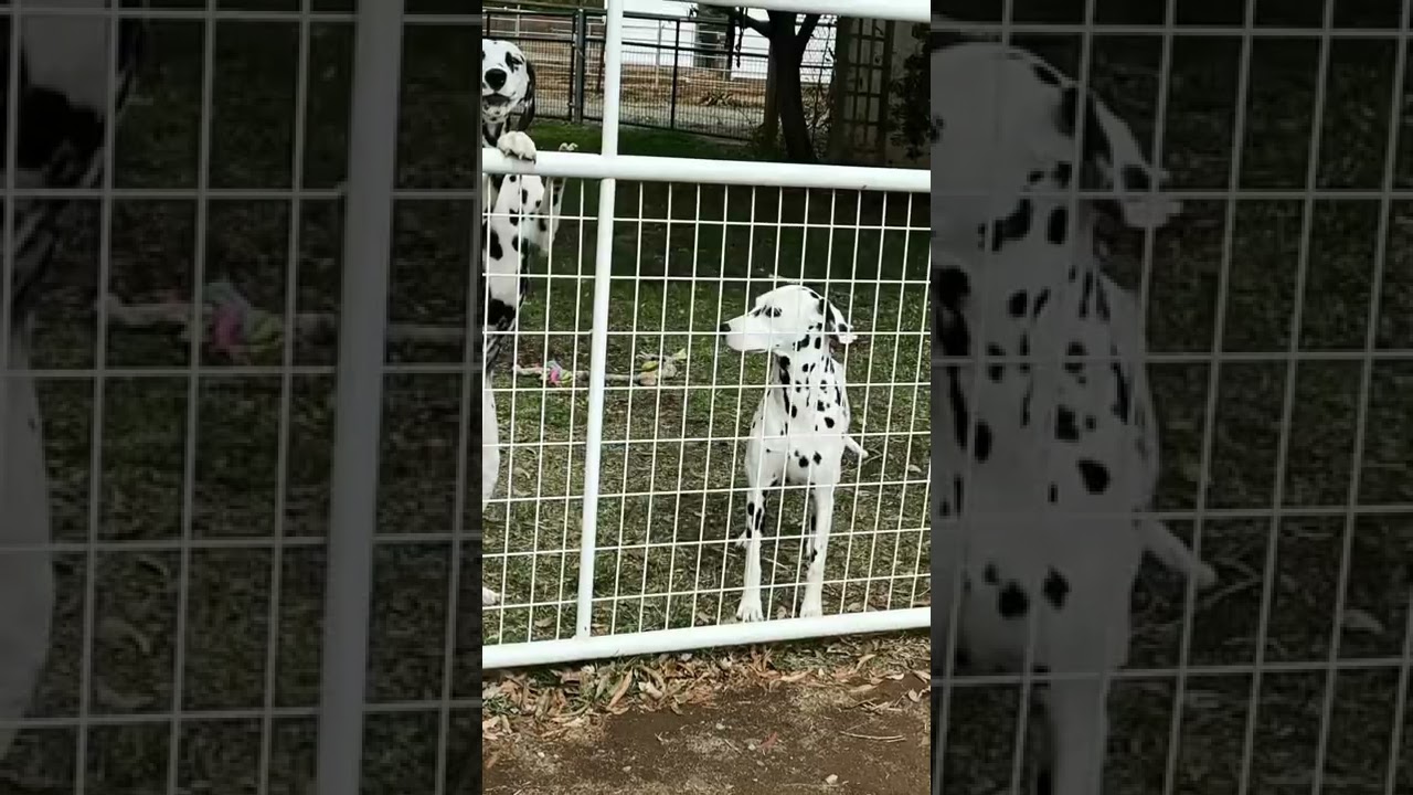 Pet friends 2021