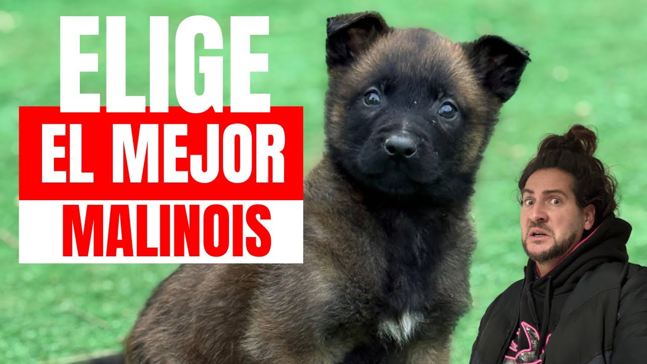 #1 El Mejor Cachorro Malinois de la Camada – ¡Comilón, Competitivo y Juguetón! 💥 EKRO VLOG 1