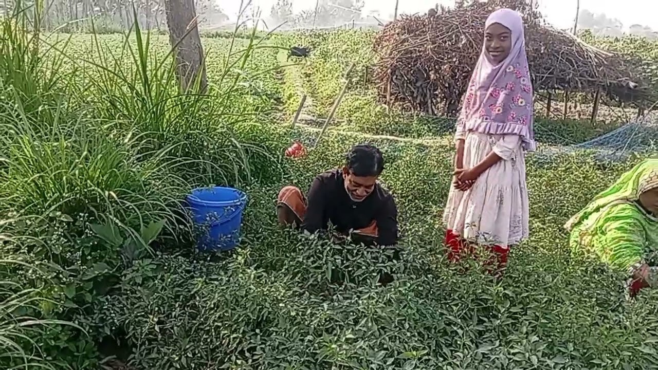  ফারজানার দাবি মরিচ বিক্রি করে ইলিশ মাছ আনতে হবে