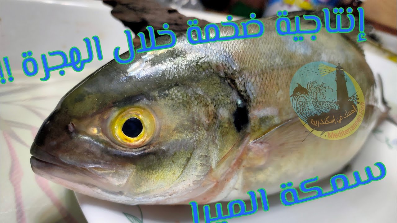 سمكة الميرا .. قصة هجرة عجيبة و رجوع مستحيل للصغار 💪