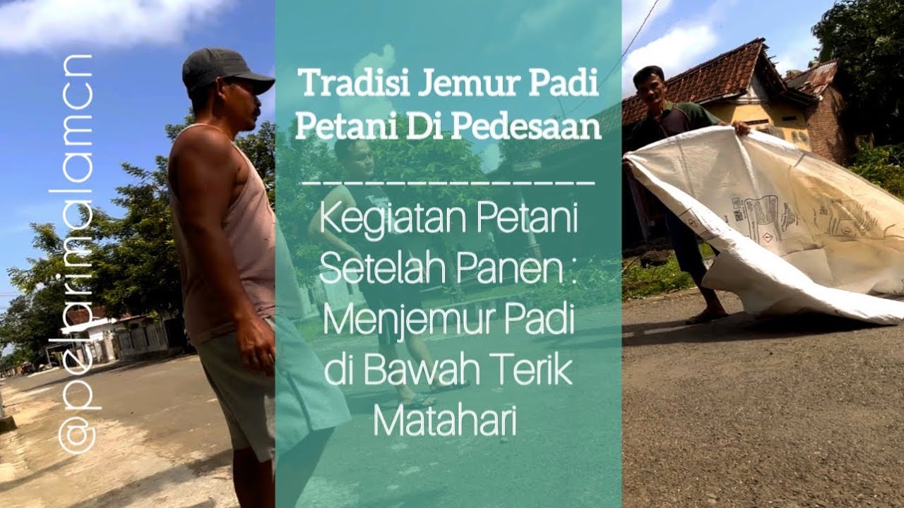 TRADISI JEMUR PADI SETELAH PANEN, Petani menjemur padi dibawah terik matahari #desaku #panenpadi 