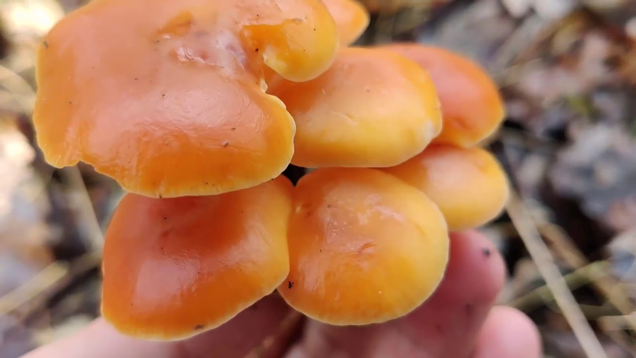 Flammulina velutipes - Ciuperca Comestibila
