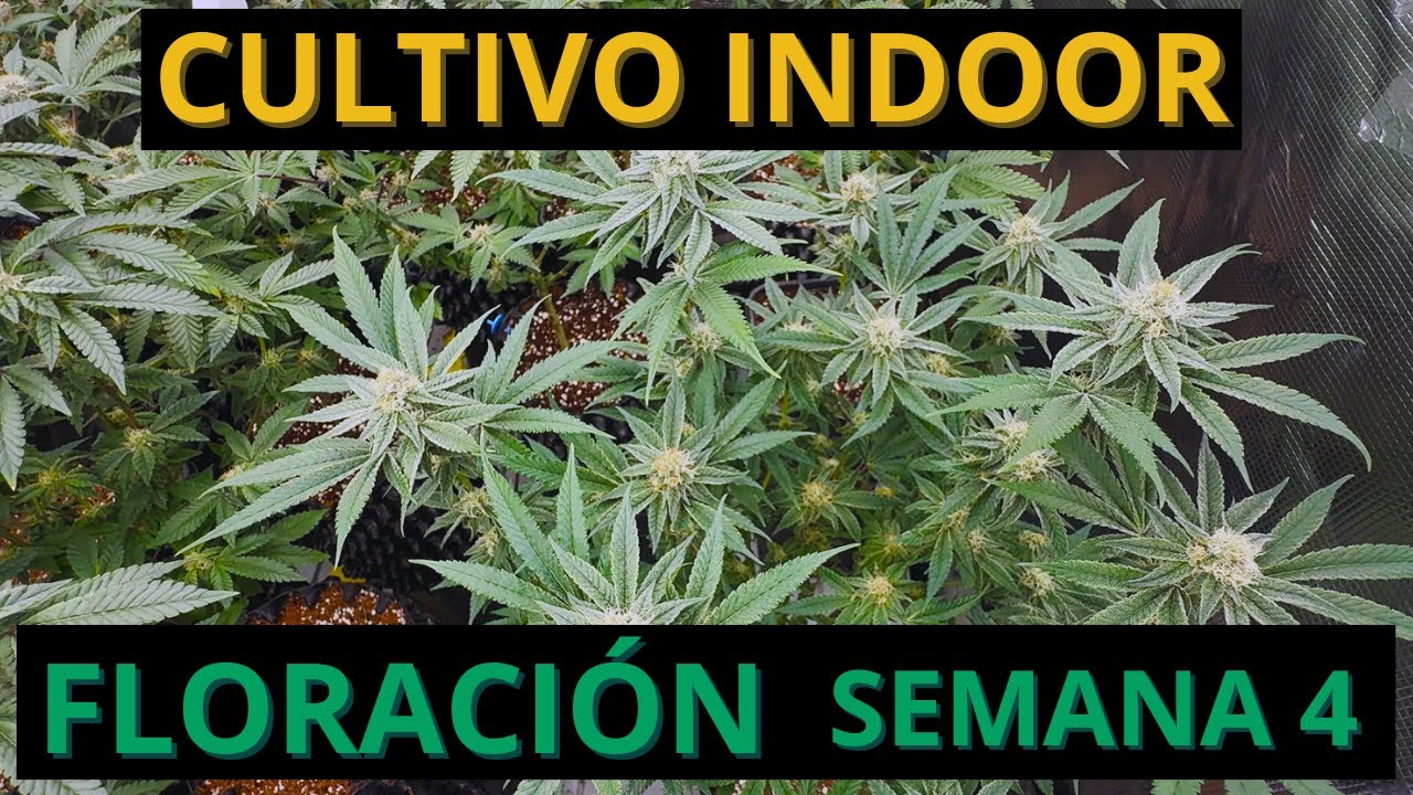 🌱 SEGUIMIENTO DE CULTIVO INDOOR - 🔥FLORACI&Oacute;N SEMANA 4 #cannabismedicinal
