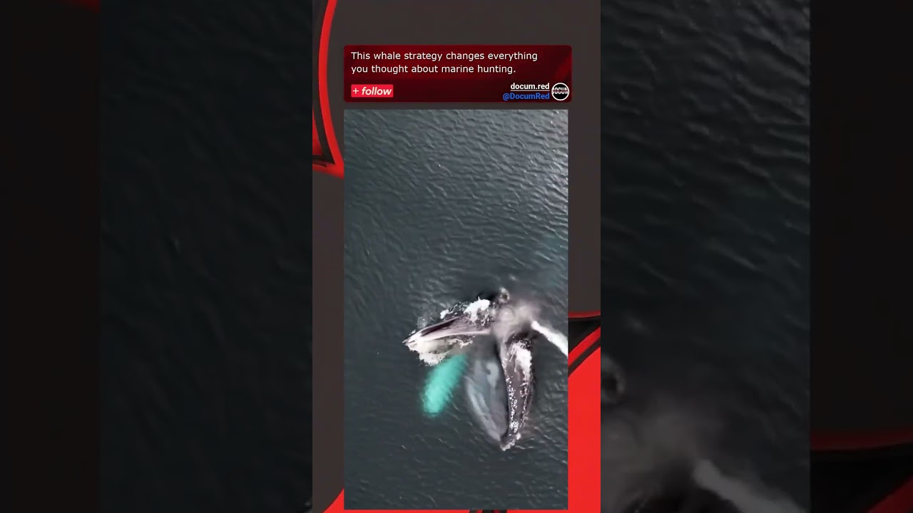 This whale strategy changes everything you thought about marine hunting.
