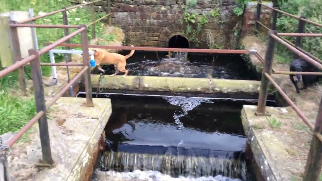 chip and boris at weir