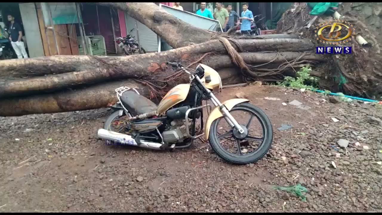 कोल्हापूर जिल्हयात वळवाच्या पावसाची हजेरी, माणसांसह पशु-पक्षी आणि वनस्पती सुध्दा सुखावले