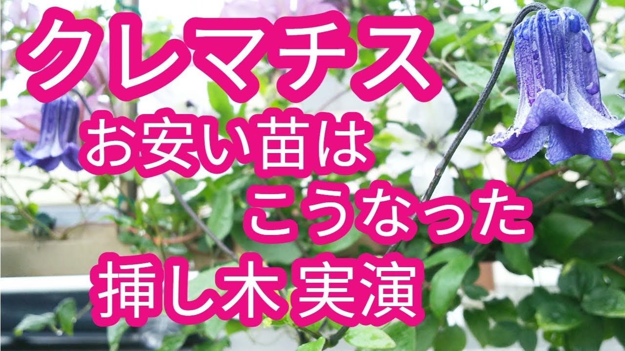 【クレマチス】298円の苗の現状/3年生苗/切る位置/挿し木実演/折れた枝はこうする【低コストで多品種】[Clematis]  [High variety at low cost]