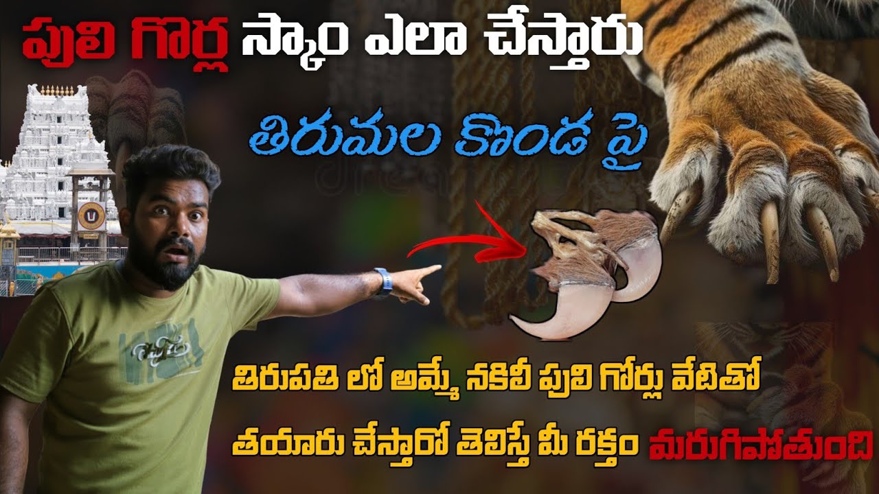 🧿నిజమైన పులి గోరు కాదు! తిరుపతి లో జరుగుతున్న పెద్ద మోసం బయటపడింది