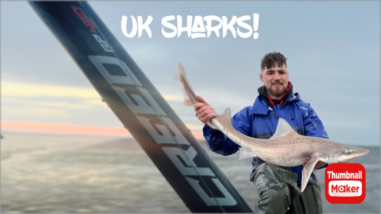 Smoothhound fishing! How to catch smoothhounds!  Uk predator fishing #sharks #fishing #ukfishing