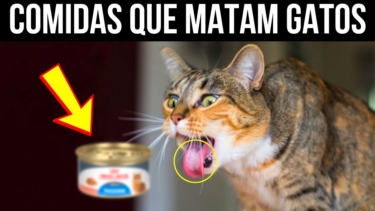 Veterinários alertam: 14 alimentos perigosos que o seu gato nunca deve comer