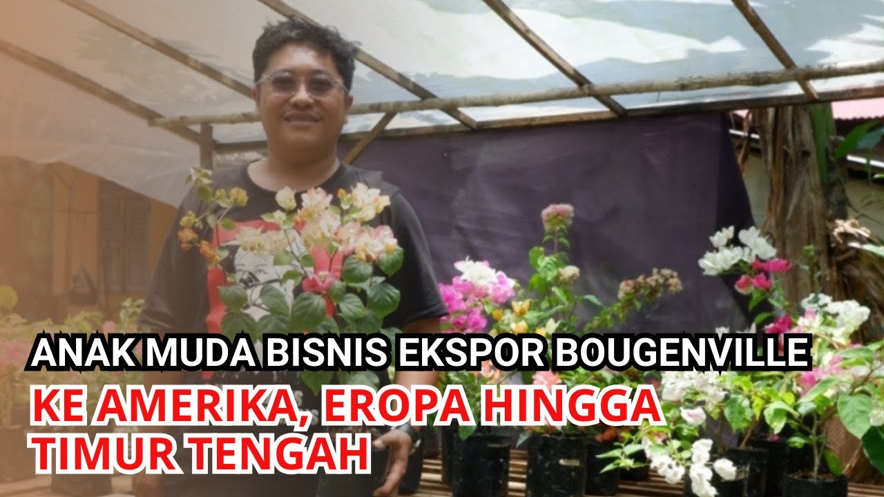 Pemuda Sukses jadi Petani Bougenville ❗❗❗ Ekspor Hingga ke Amerika, Eropa, Asia dan Timur Tengah