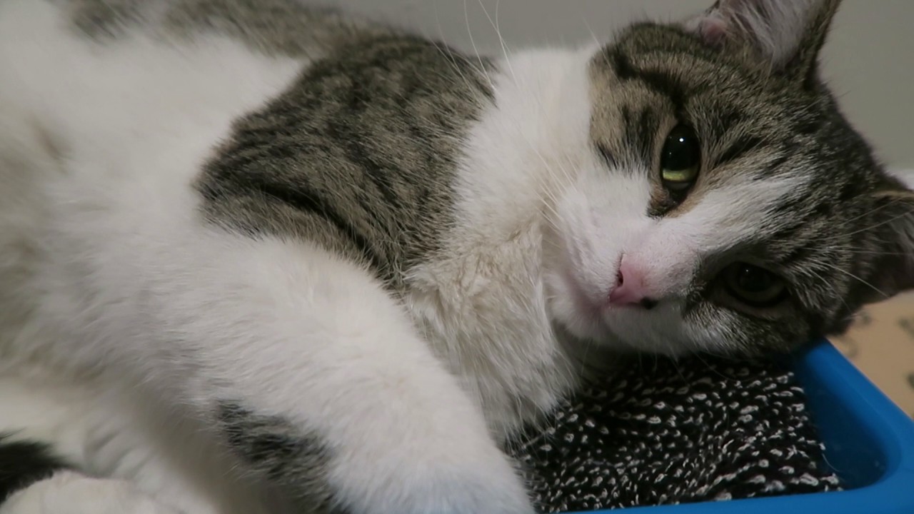 Feral Cat Comes Inside Again - Cat Sleeping In Bed