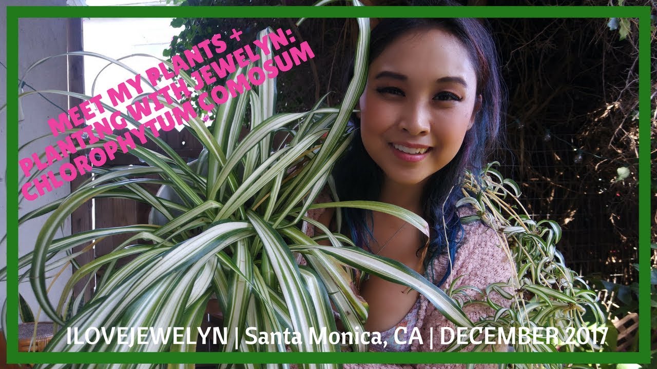 Meet my plants + Planting with Jewelyn: Chlorophytum Comosum | December 2017