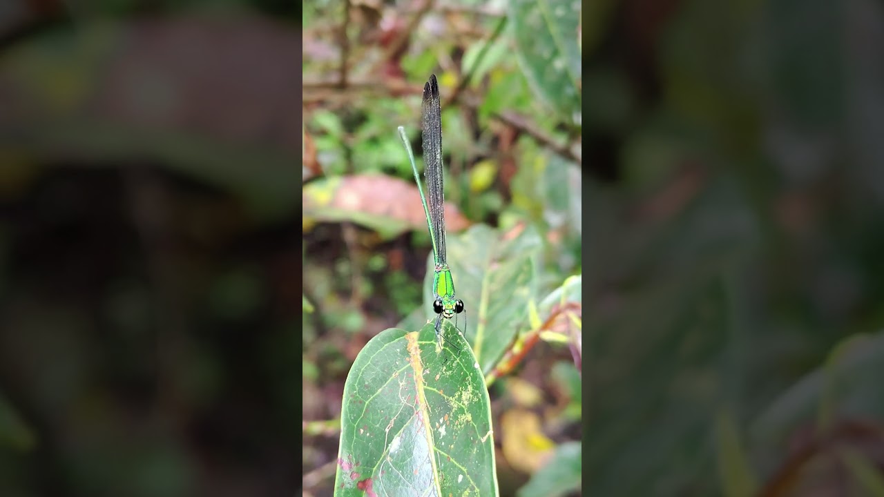beauty of dragonfly 🤗🤗/ wildlife