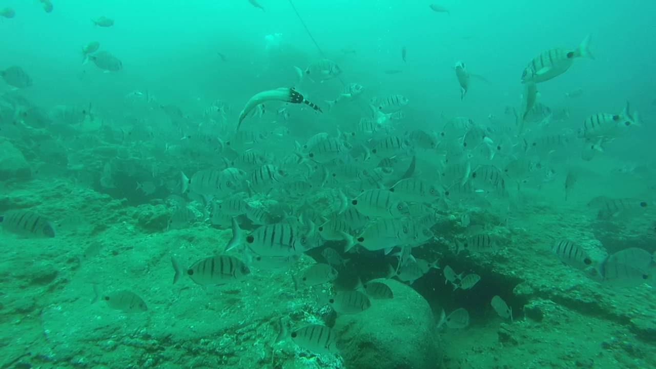 Stingrays diving with Atlantis Diving Center (Tenerife)