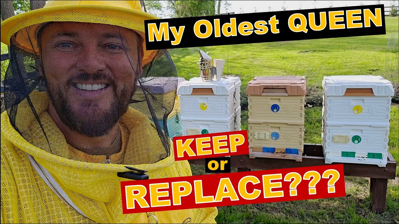Checking my oldest QUEEN Bee | Should I Keep  or Replace Her?