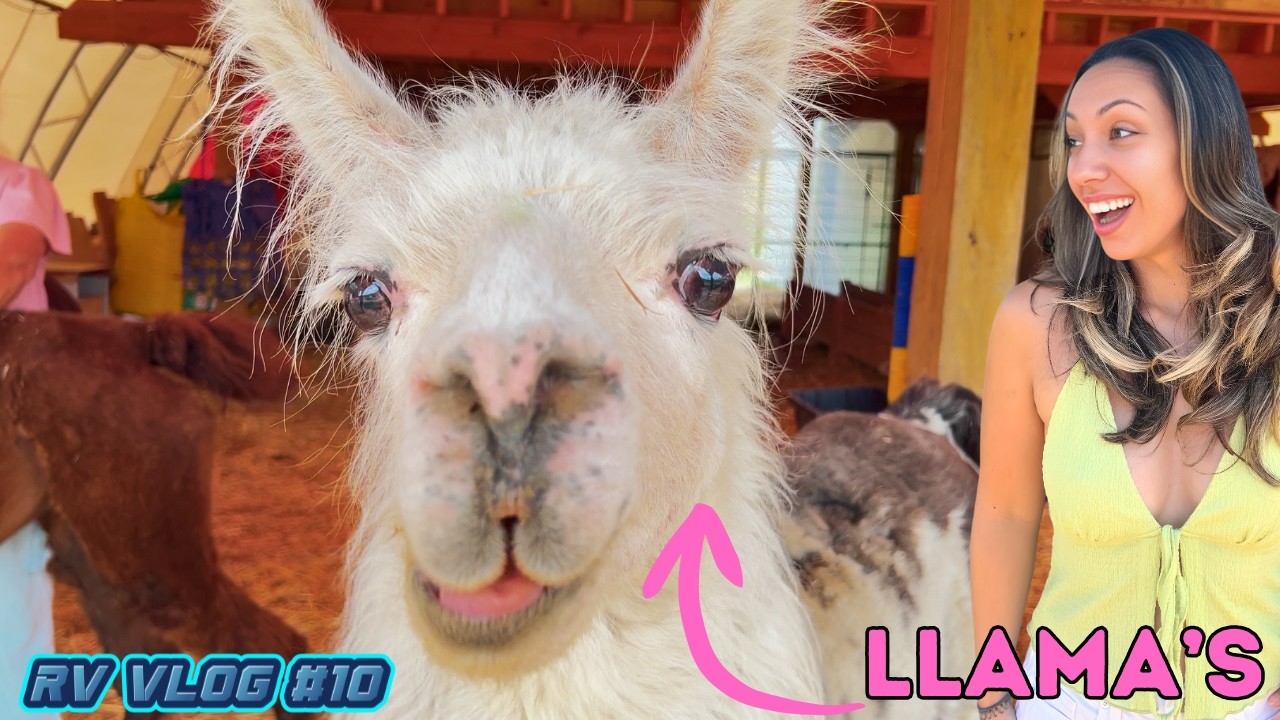 Посещение заповедника лам в Британской Колумбии 🦙 RV Vlog #10