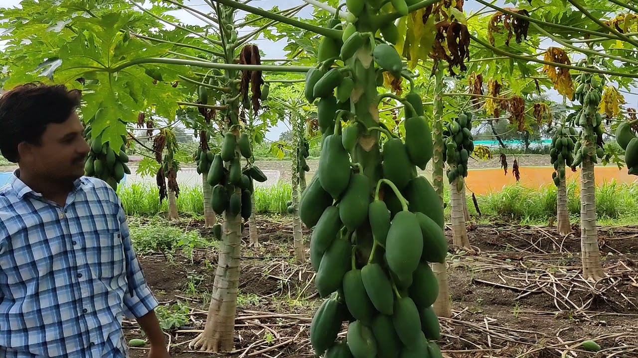 2533- 70-30 Papaya Farming, पपीता खेती 6232136064 किसान पाठशाला BALRAM KISAN
