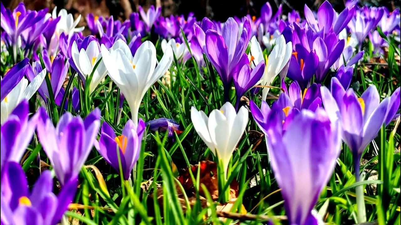 Krokusblüte Wanderung Raspano   Cassacco   Raspano 0