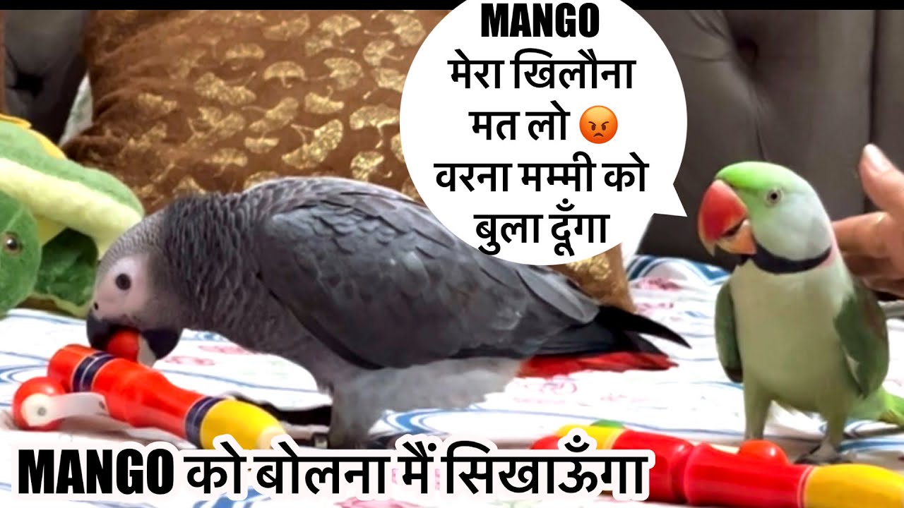 Talking And Singing Parrot 🦜 तोते को बोलना कैसे सिखाएँ,बोलने वाला तोता 🦜 