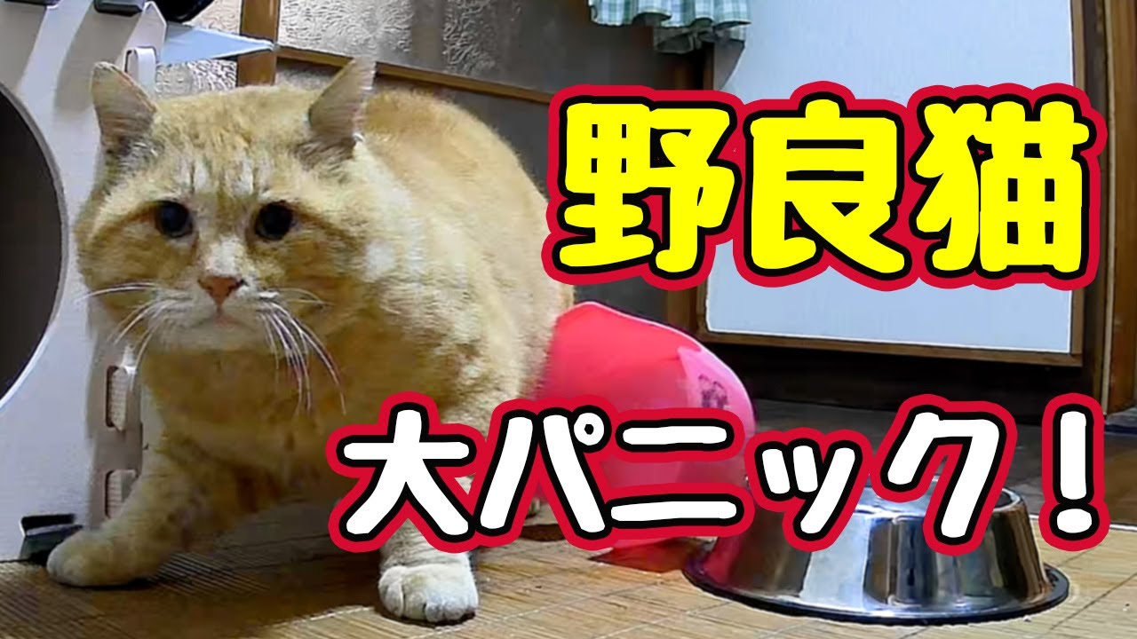 何やってんのよ…【野良猫】