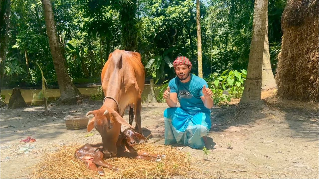 আলহামদুলিল্লাহ,৯মাস ৭দিন পর অপেক্ষার অবসান ঘটল।🐂