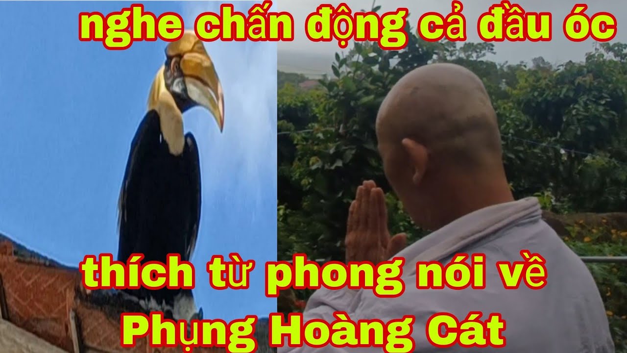 th&iacute;ch từ Phong n&oacute;i về Phụng Ho&agrave;ng C&aacute;t nghe chấn động cả đầu &oacute;c
