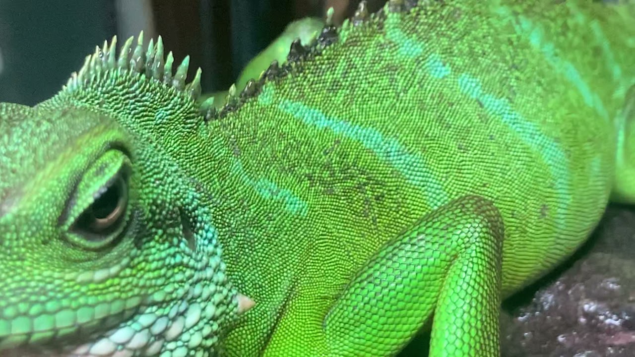 Juvenile Male Chinese Water Dragon  Update 2021