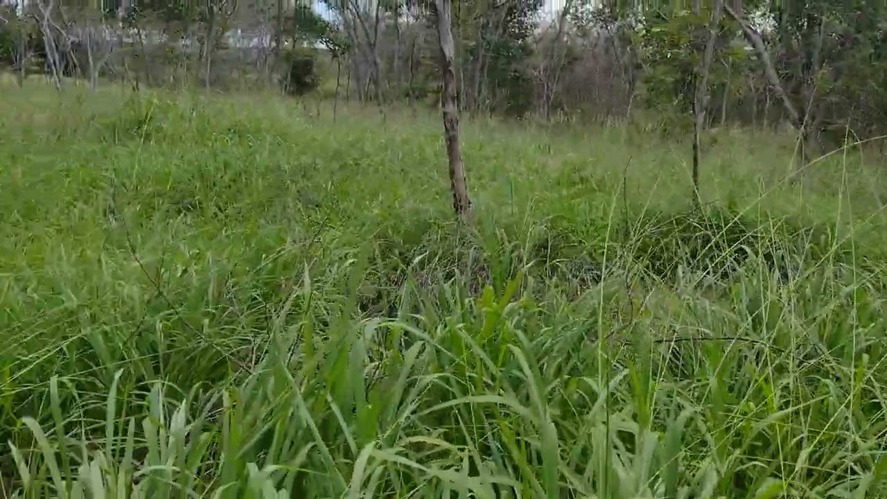 Plantio de Capim Massai plantado no raleamento da Caatinga sem uso de queimada.