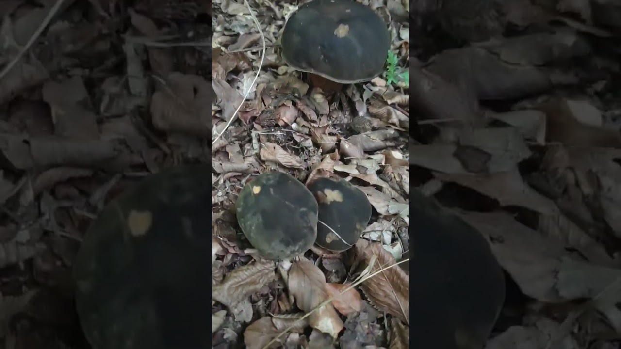Mantar Sezonunun İlk Karakafa Mantarları  (Boletus Aereus) #bolet,#ayımantarı,#por&ccedil;ini