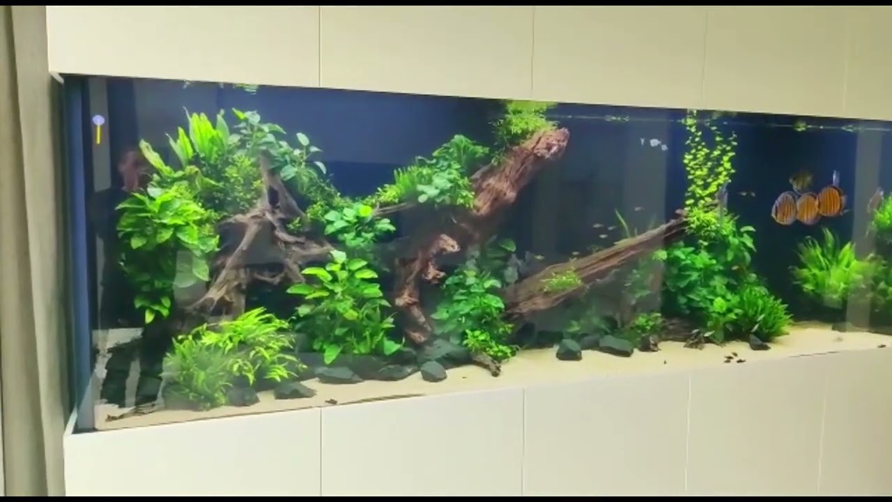 7000 liter Discus Tank - 1 year old