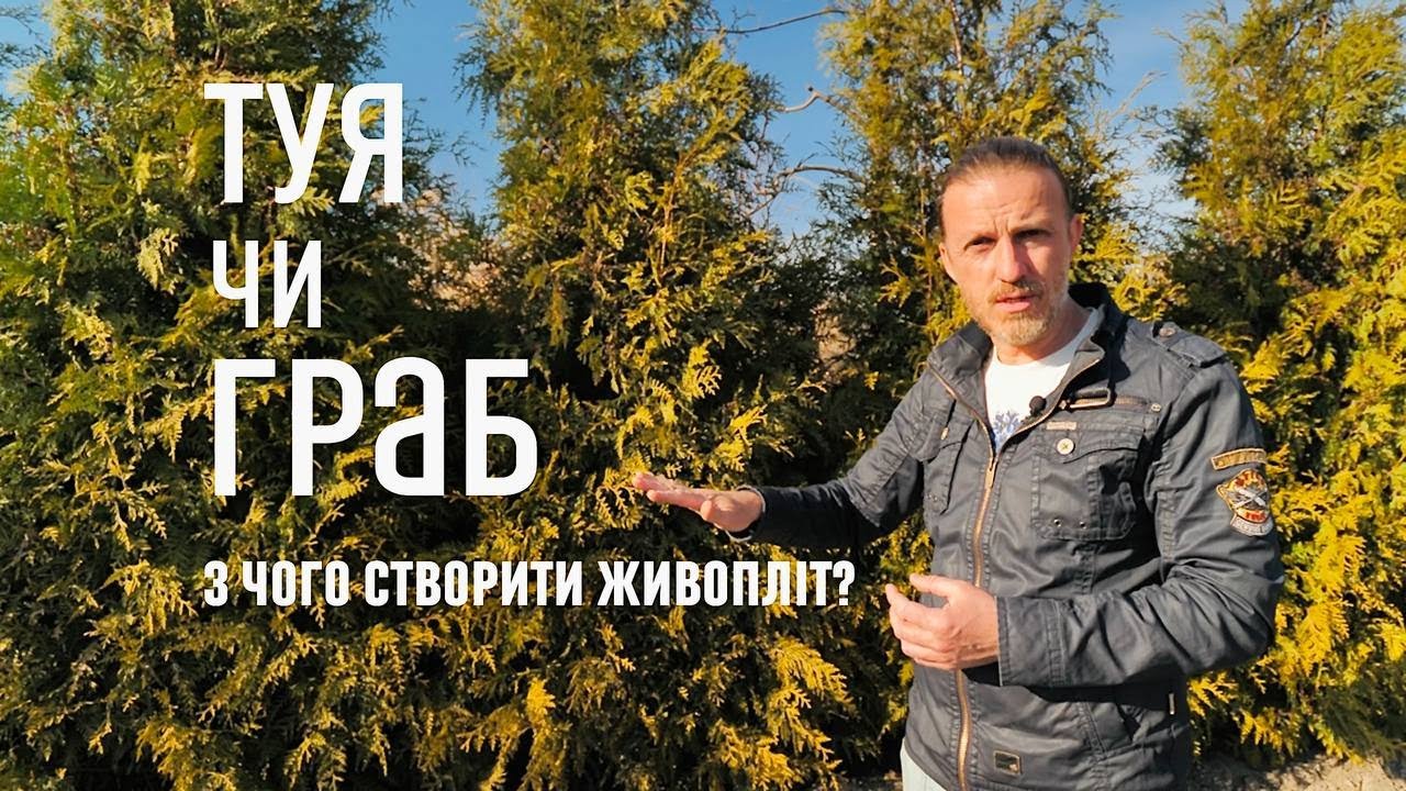 ЛАНДШАФТНИЙ ДИЗАЙН | ТУЯ ЧИ ГРАБ — З ЧОГО СТВОРИТИ ЖИВОПЛІТ?